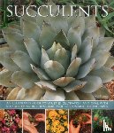 Hewitt Terry - Succulents