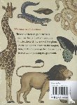 Broom, Jenny - Animalium Postcards