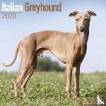 Avonside Publishing Ltd - Italian Greyhound Calendar 2020