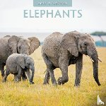 Red Robin - Elephants 2025 Square Wall Calendar