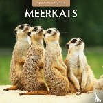 Red Robin - Meerkats 2025 Square Wall Calendar