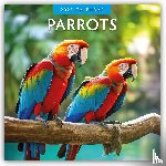 Red Robin - Parrots 2025 Square Wall Calendar