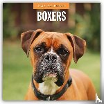 Red Robin - Boxers 2025 Square Wall Calendar