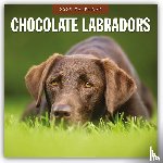 Red Robin - Chocolate Labradors 2025 Square Wall Calendar