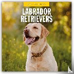 Red Robin - Labrador Retrievers 2025 Square Wall Calendar