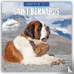 Red Robin - Saint Bernards 2025 Square Wall Calendar