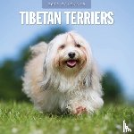 Red Robin - Tibetan Terriers 2025 Square Wall Calendar