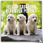 Red Robin - Yellow Labrador Retriever Puppies 2025 Square Wall Calendar