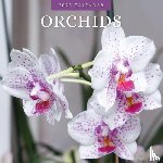 Red Robin - Orchids 2025 Square Wall Calendar