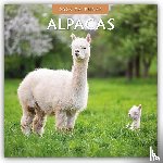 Red Robin - Alpacas 2026 Square Wall Calendar