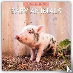 Red Robin - Baby Animals 2026 Square Wall Calendar