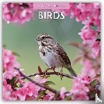 Red Robin - Birds 2026 Square Wall Calendar