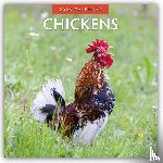 Red Robin - Chickens 2026 Square Wall Calendar