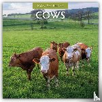 Red Robin - Cows 2026 Square Wall Calendar