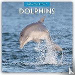 Red Robin - Dolphins 2026 Square Wall Calendar