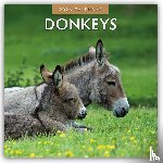Red Robin - Donkeys 2026 Square Wall Calendar