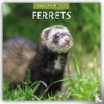 Red Robin - Ferrets 2026 Square Wall Calendar