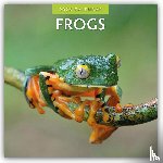 Red Robin - Frogs 2026 Square Wall Calendar