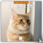 Red Robin - Ginger Cats 2026 Square Wall Calendar