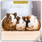 Red Robin - Guinea Pigs  2026 Square Wall Calendar
