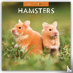 Red Robin - Hamsters  2026 Square Wall Calendar