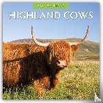 Red Robin - Highland Cows 2026 Square Wall Calendar