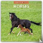 Red Robin - Horses 2026 Square Wall Calendar