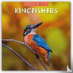 Red Robin - Kingfishers 2026 Square Wall Calendar