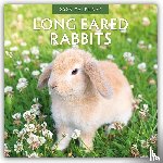 Red Robin - Long Eared Rabbits 2026 Square Wall Calendar