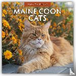 Red Robin - Maine Coon Cats 2026 Square Wall Calendar