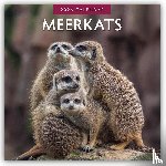 Red Robin - Meerkats 2026 Square Wall Calendar