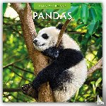 Red Robin - Pandas 2026 Square Wall Calendar