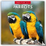 Red Robin - Parrots 2026 Square Wall Calendar