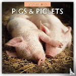 Red Robin - Pigs & Piglets 2026 Square Wall Calendar