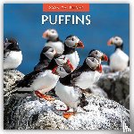 Red Robin - Puffins 2026 Square Wall Calendar