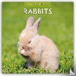 Red Robin - Rabbits 2026 Square Wall Calendar