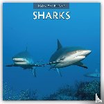 Red Robin - Sharks 2026 Square Wall Calendar