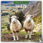 Red Robin - Sheep 2026 Square Wall Calendar