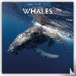 Red Robin - Whales 2026 Square Wall Calendar