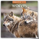 Red Robin - Wolves 2026 Square Wall Calendar