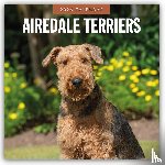 Red Robin - Airedale Terriers 2026 Square Wall Calendar