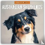 Red Robin - Australian Shepherds 2026 Square Wall Calendar