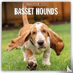 Red Robin - Basset Hounds 2026 Square Wall Calendar