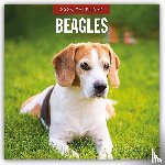 Red Robin - Beagles 2026 Square Wall Calendar