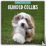 Red Robin - Bearded Collies 2026 Square Wall Calendar
