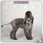 Red Robin - Bedlington Terriers 2026 Square Wall Calendar