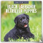 Red Robin - Black Labrador Retriever Puppies 2026 Square Wall Calendar