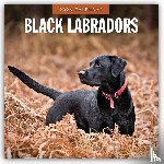 Red Robin - Black Labradors 2026 Square Wall Calendar