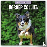 Red Robin - Border Collies 2026 Square Wall Calendar