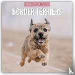 Red Robin - Border Terriers 2026 Square Wall Calendar